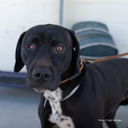 Help Dog with Missing Eye Trust Again After Being Rescued from Neglect