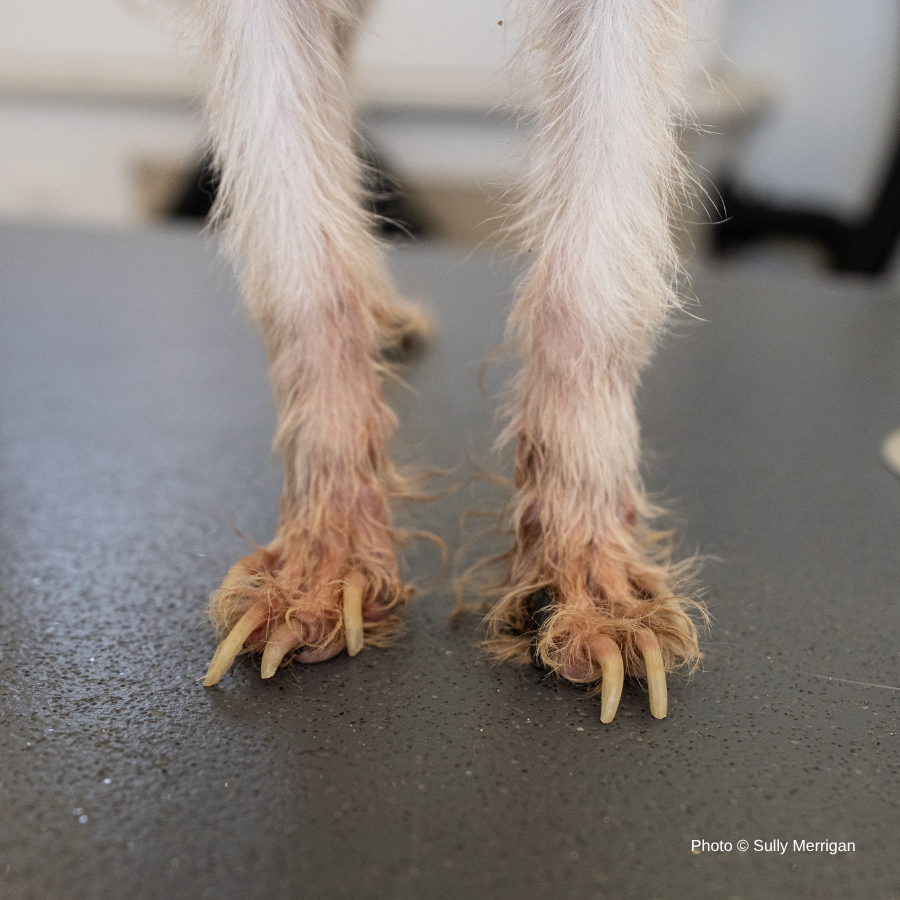 Terrier Mix Has Been Neglected For A Long Time: Help Cover His Care