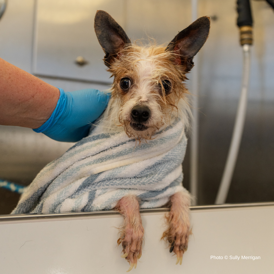Terrier Mix Has Been Neglected For A Long Time: Help Cover His Care