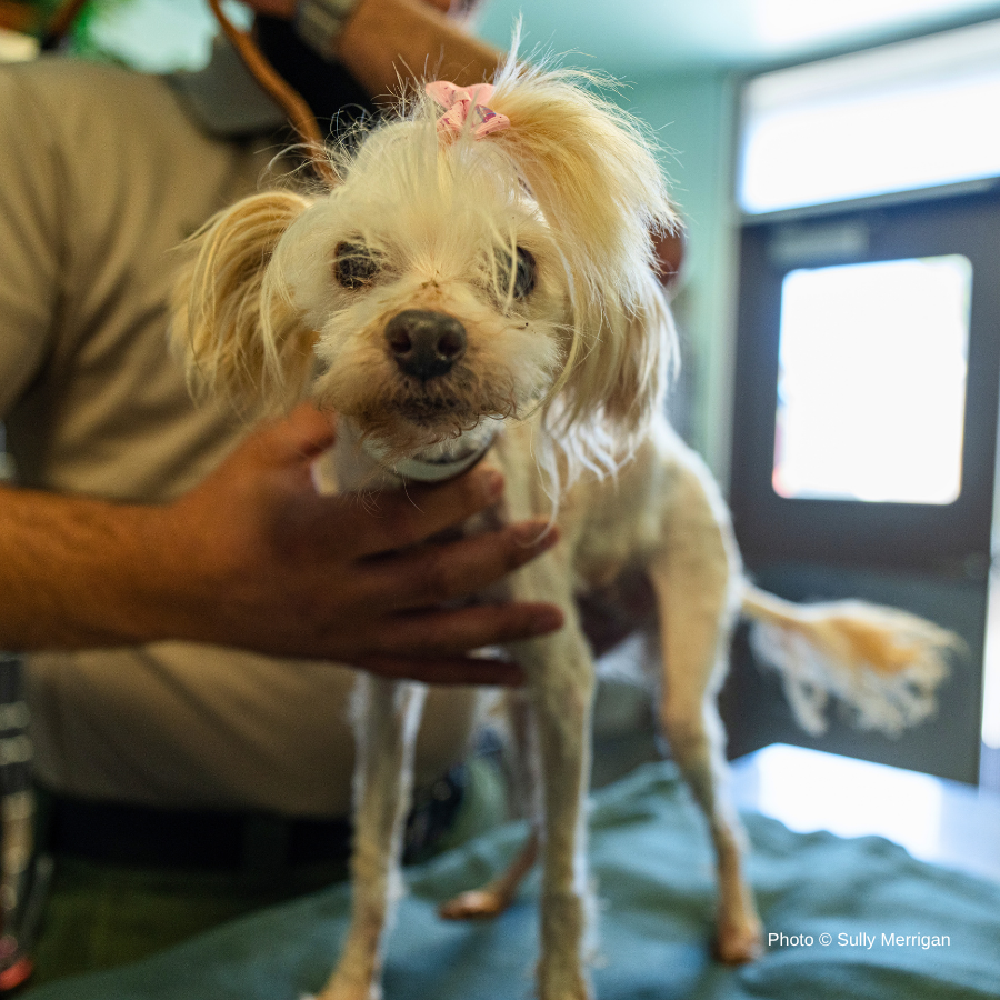 Emaciated, Matted, and Suffering from Sores, this Rescued Dog Needs Care