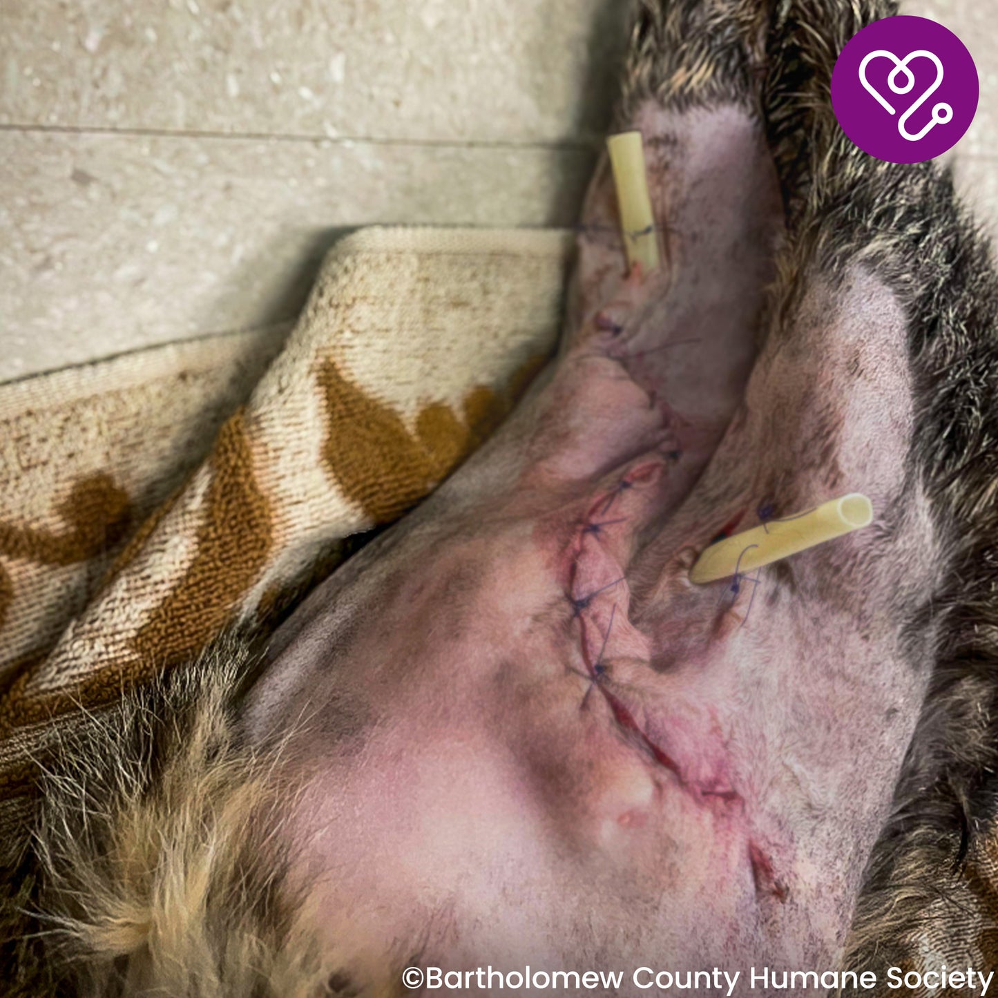 Funded: Mavis was Attacked and Needs Help to Heal