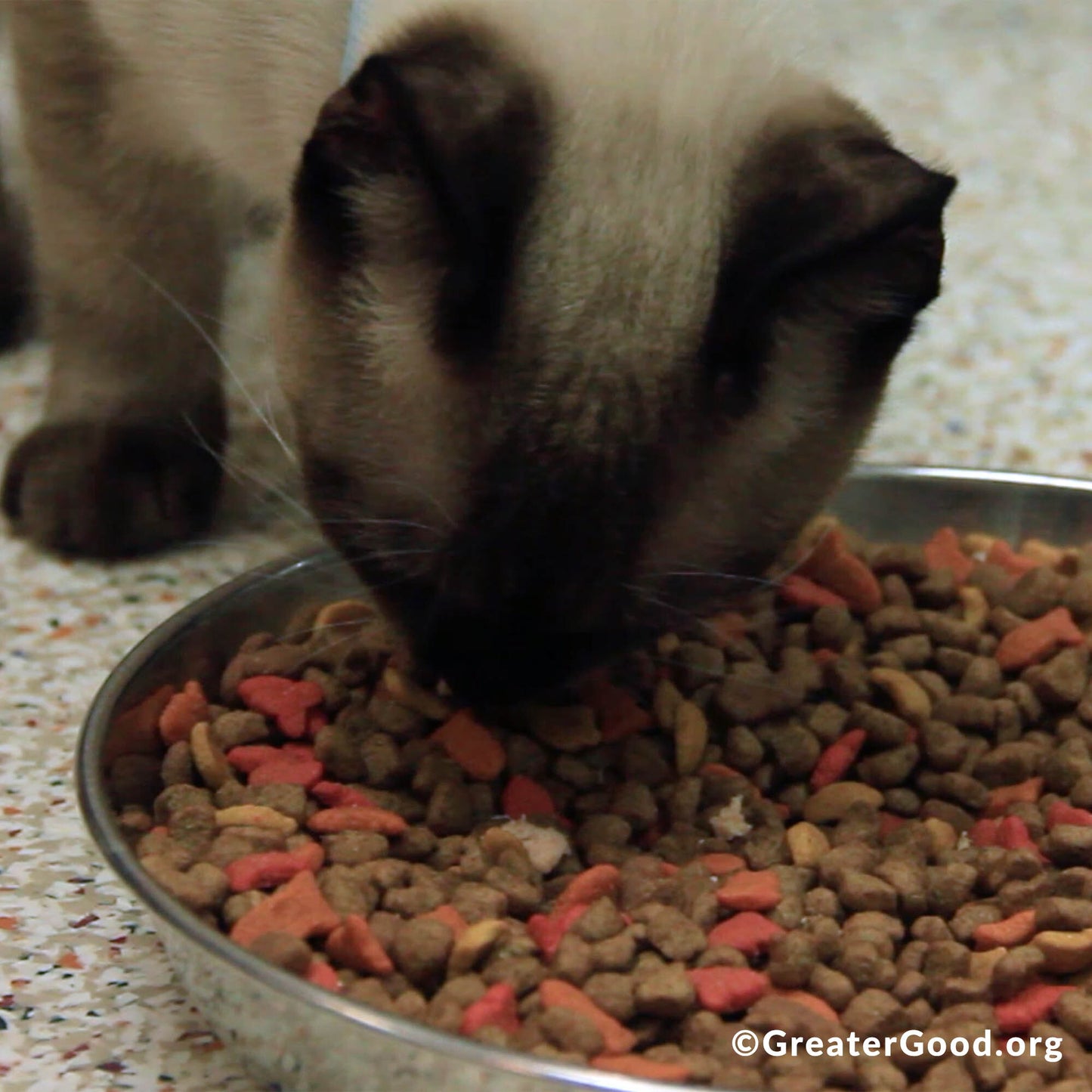 Send Critical Relief to Protect Pets of the Homeless During Summer Heat