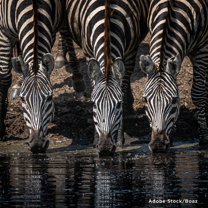 Project Peril: Provide Life-Saving Water to Wildlife Around the World