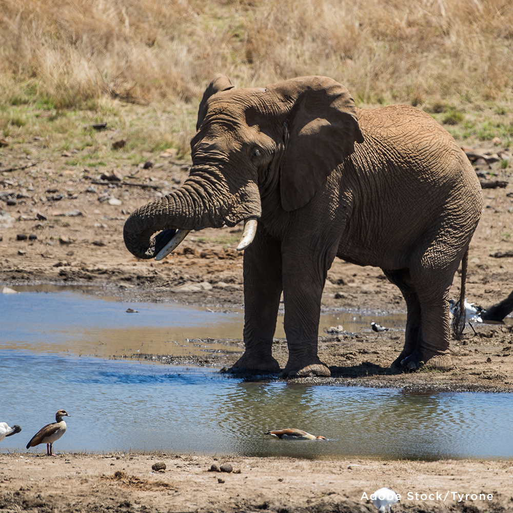 Project Peril: Provide Life-Saving Water to Wildlife Around the World