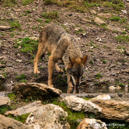 Project Peril: Provide Life-Saving Water to Wildlife Around the World