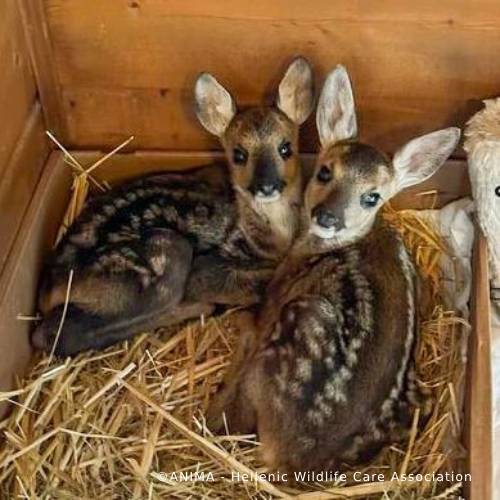 Funded: Orphaned Baby Deer Needs Specialized Care to Grow