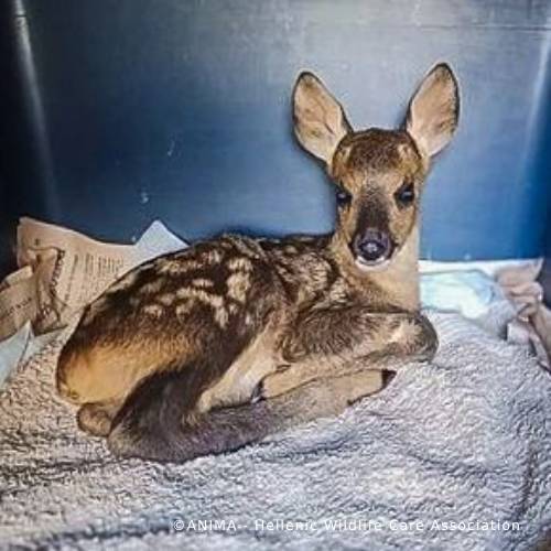 Funded: Orphaned Baby Deer Needs Specialized Care to Grow