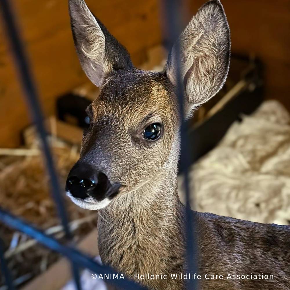 Funded: Orphaned Baby Deer Needs Specialized Care to Grow