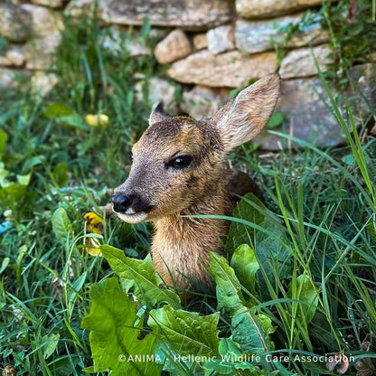 Funded: Orphaned Baby Deer Needs Specialized Care to Grow