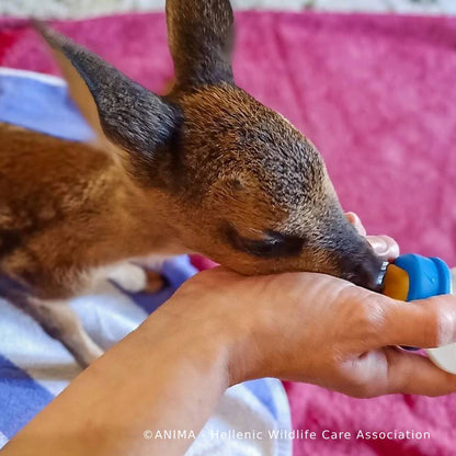 Wildlife Rescued From Fires Need Care and Support to Be Released