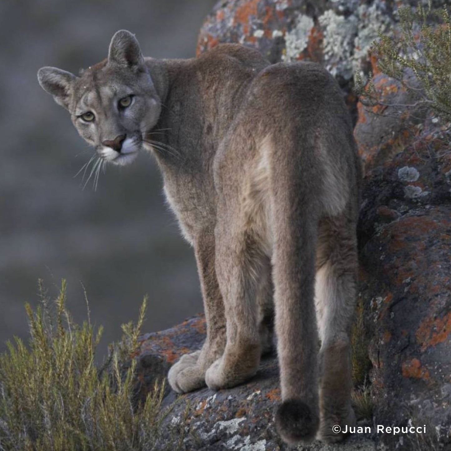 Help Protect Vital Habitat for Endangered Species