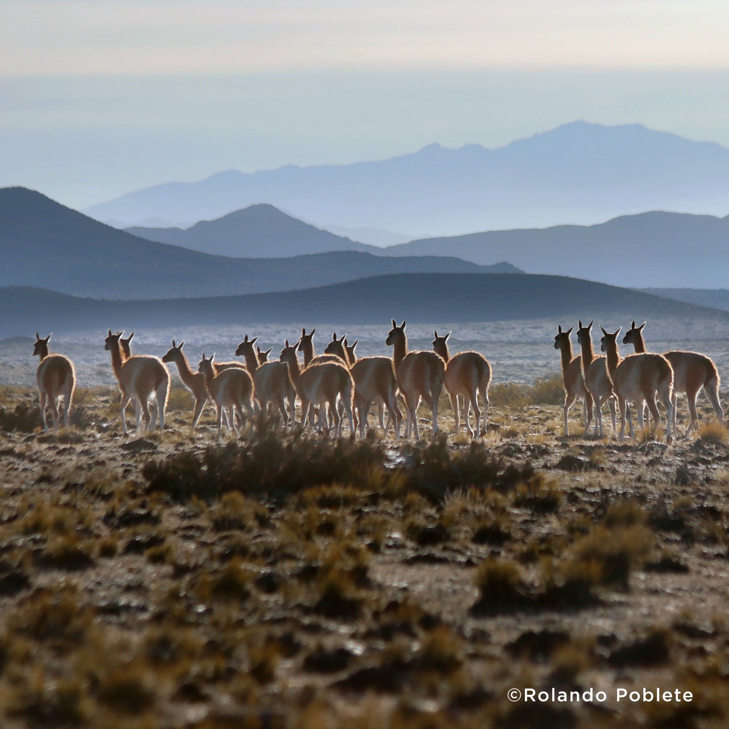 Help Protect Vital Habitat for Endangered Species