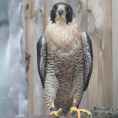 Help Injured Raptors Regain Their Wings