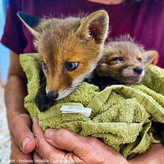 Emaciated, One-Eyed Fox Cub Needs Love & Care