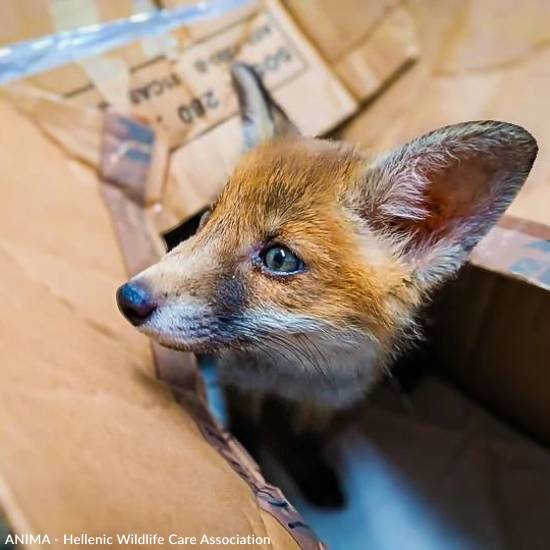 Emaciated, One-Eyed Fox Cub Needs Love & Care