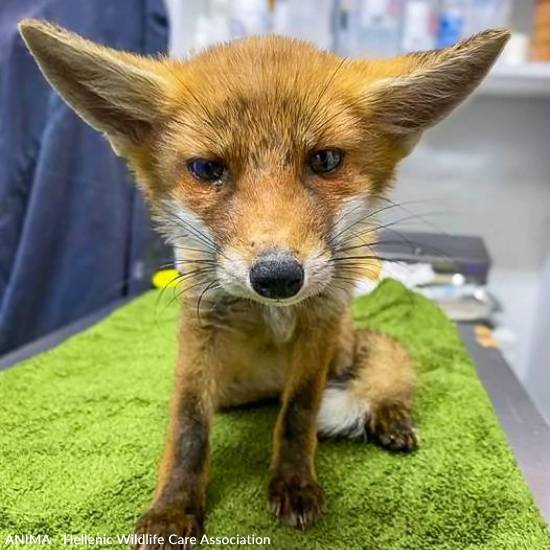 Funded: Emaciated, One-Eyed Fox Cub Needs Love & Care