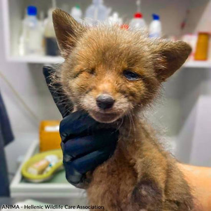 Funded: Emaciated, One-Eyed Fox Cub Needs Love & Care