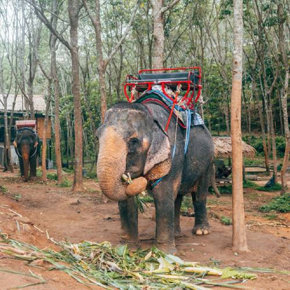 Save Elephants from Starvation