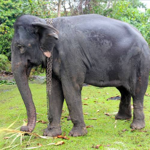 Save Elephants from Starvation