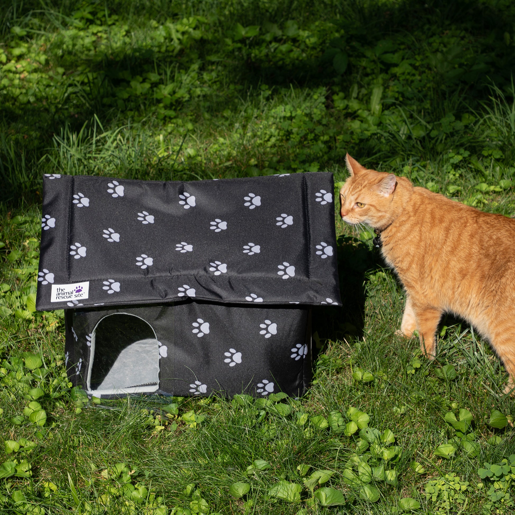 Stray Feline Sanctuary Animal Introducing A Feral Cat To House