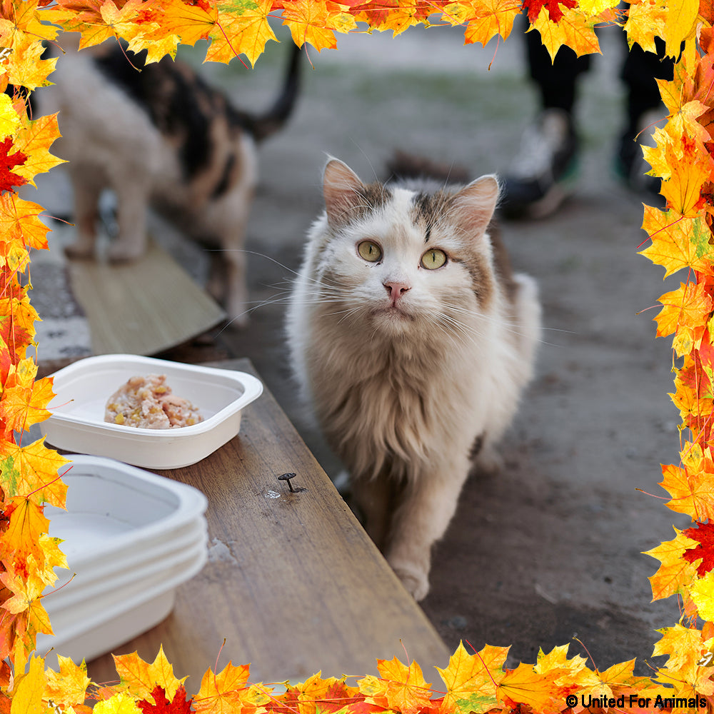 Thanksgiving Pet Food Drive | Help Feed 1 Million Shelter Pets