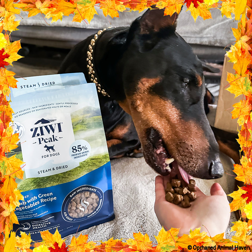 Thanksgiving Pet Food Drive | Help Feed 1 Million Shelter Pets