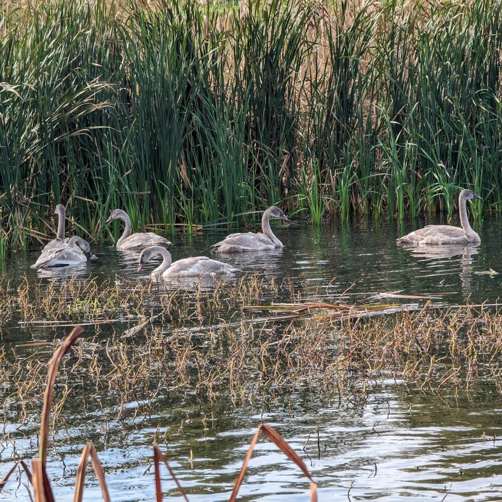 Help Prepare Abandoned Baby Swans to Be Released Back Into the Wild