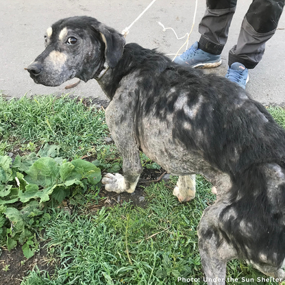 Protect Hundreds of Dogs from the Horrors of War