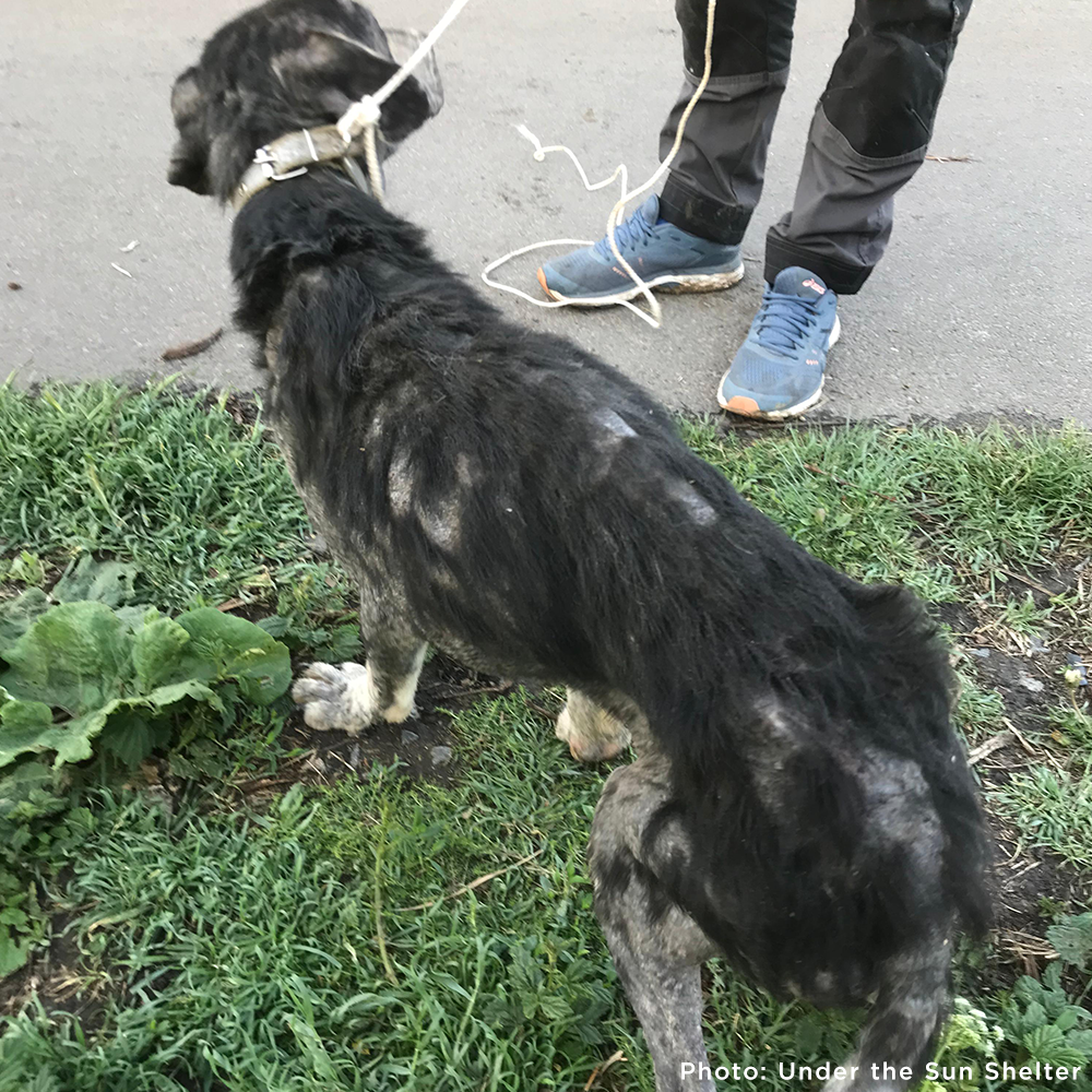 Funded: Save Sick & Starving Dog Found in Destroyed Home in Ukraine