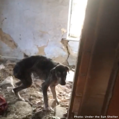 Funded: Save Sick & Starving Dog Found in Destroyed Home in Ukraine