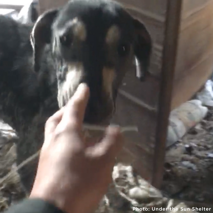 Funded: Save Sick & Starving Dog Found in Destroyed Home in Ukraine