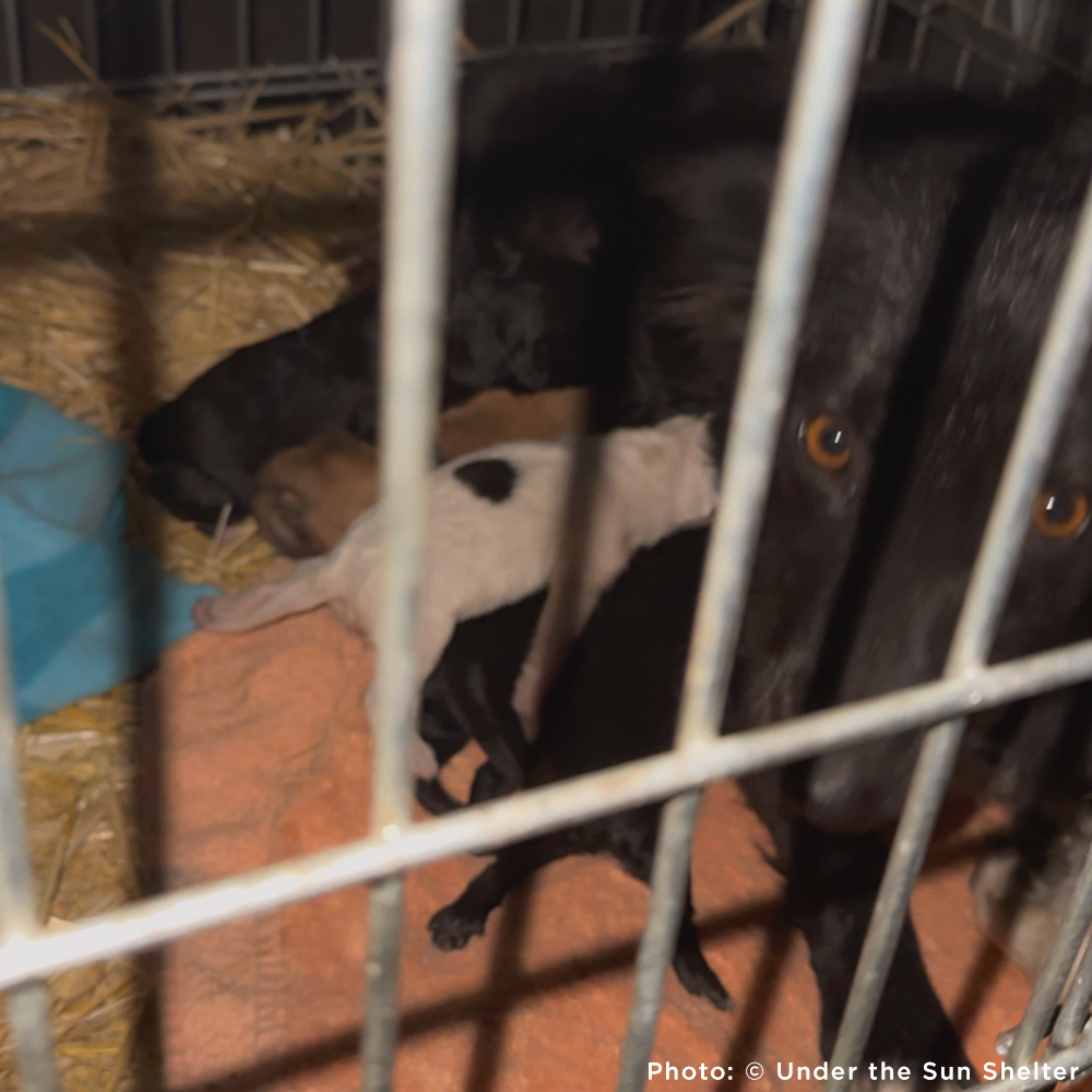 Black dog in a cage, nursing a litter of puppies, with hay and a blue blanket in the background.