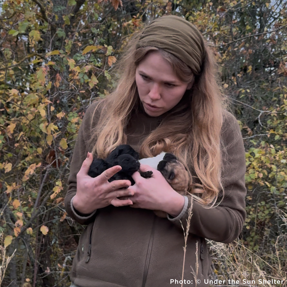 Protect Hundreds of Dogs from the Horrors of War