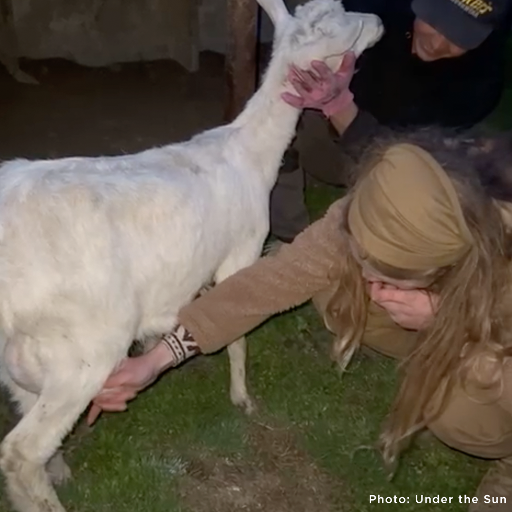 Goat Rescued Pregnant and Injured Goats Rescued from Slaughter Truck Need Medical C ...