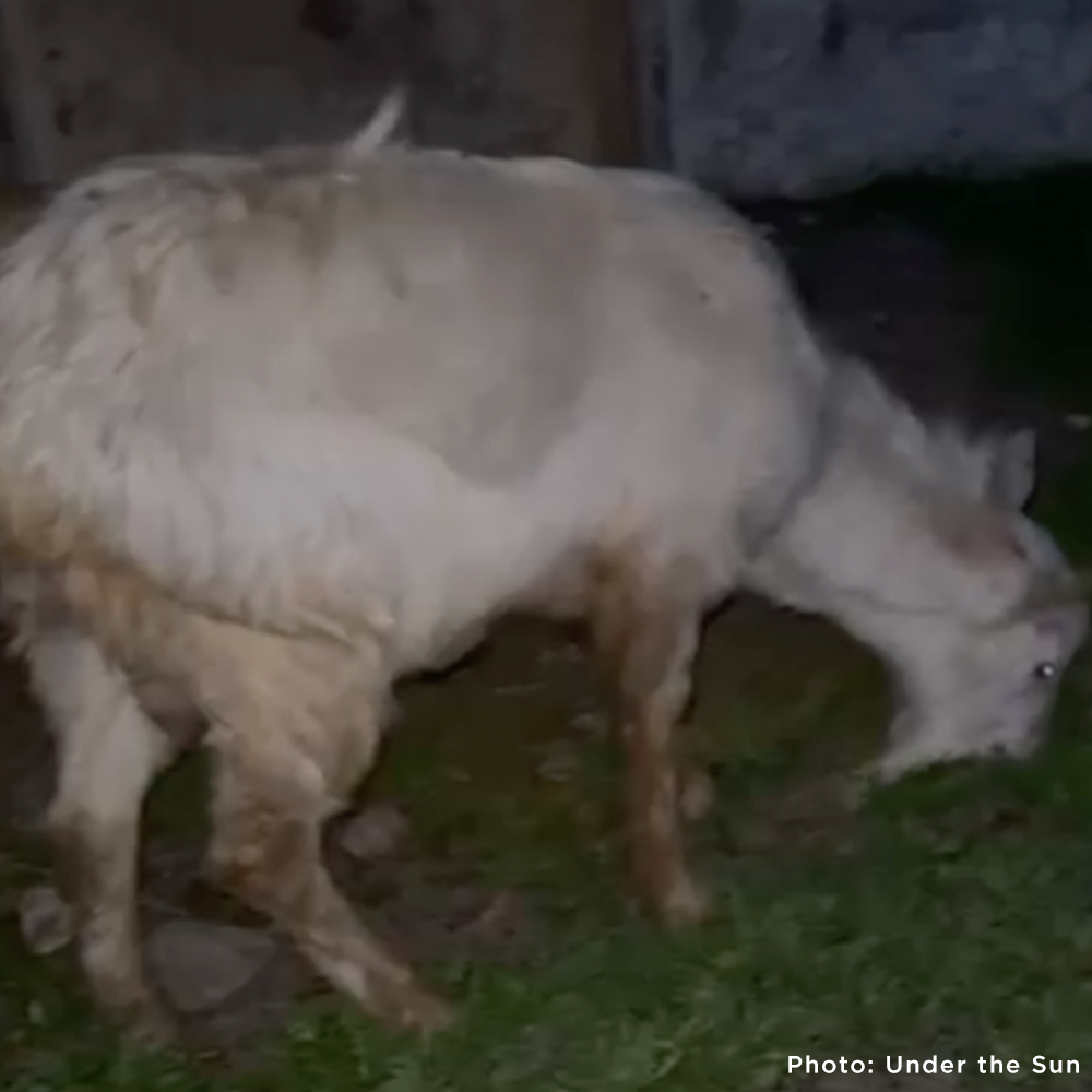Pregnant and Injured Goats Rescued from Slaughter Truck Need Medical Care