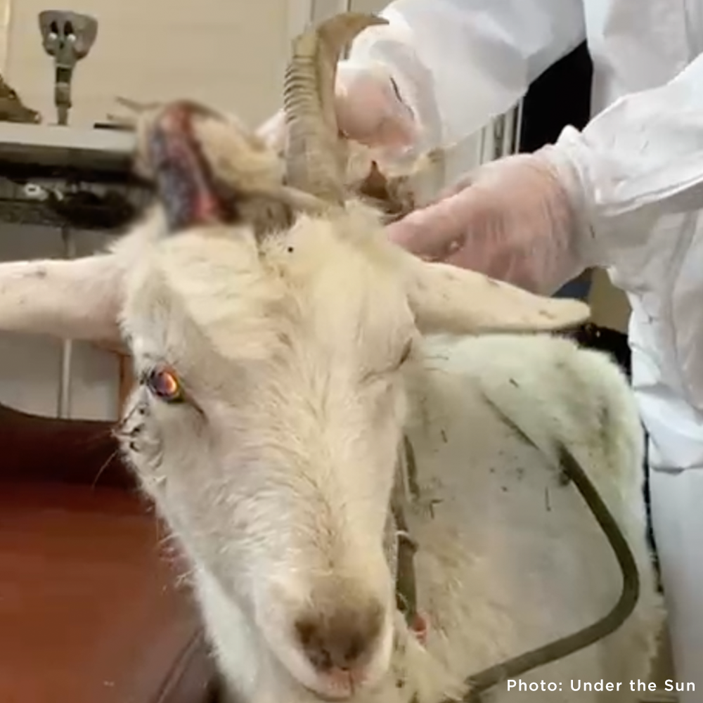 Pregnant and Injured Goats Rescued from Slaughter Truck Need Medical Care