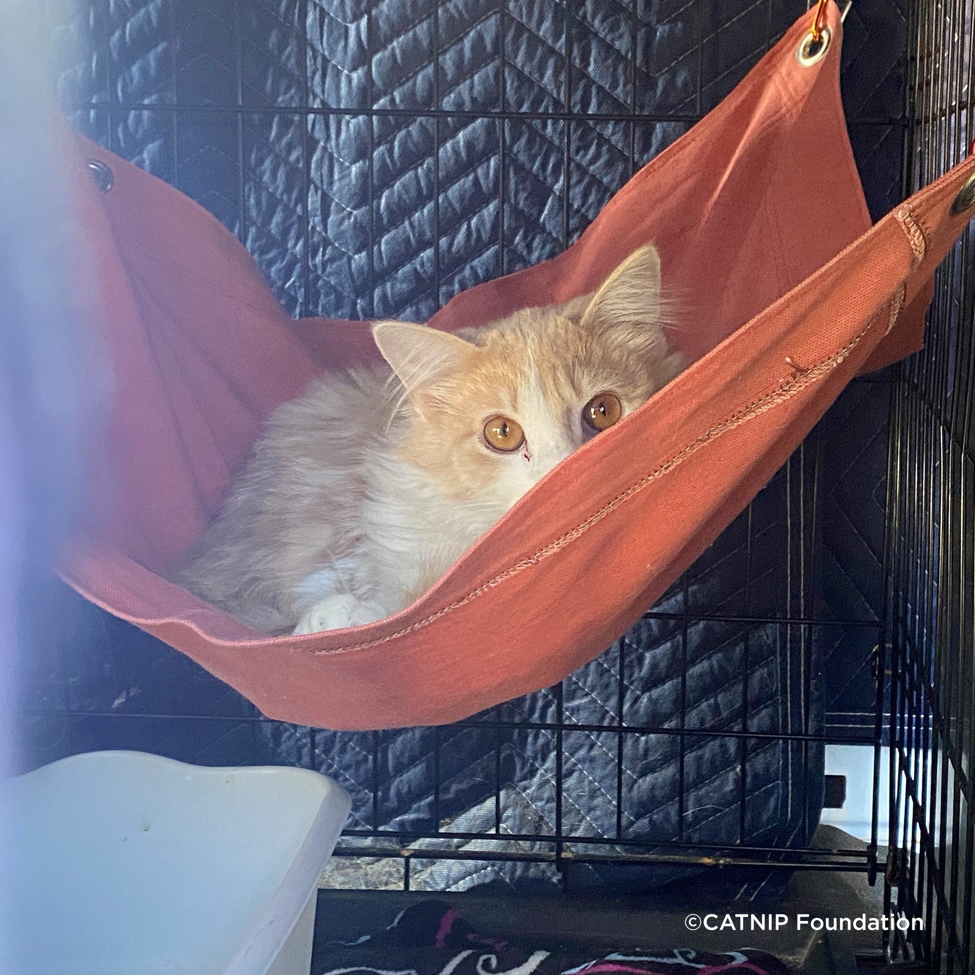 Crazy for Cats: Provide Essentials for Cats Kittens In Need