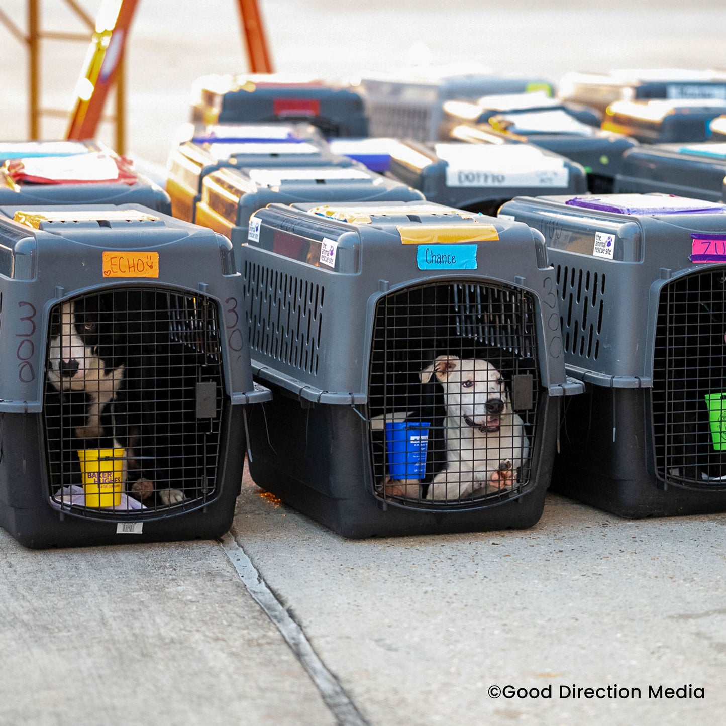 Help Clear the Shelters by Flying Pets to Freedom