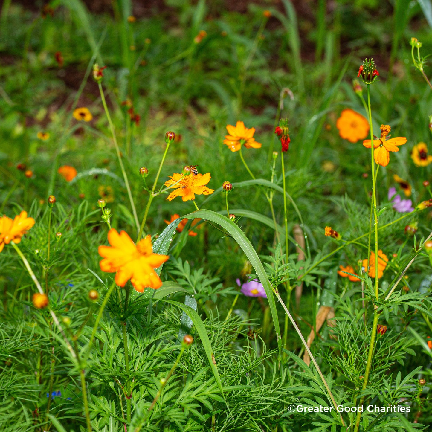 Plant Flowers to Save Bees & Other Natural Wildlife