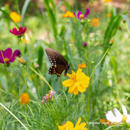 Plant Flowers to Save Bees & Other Natural Wildlife