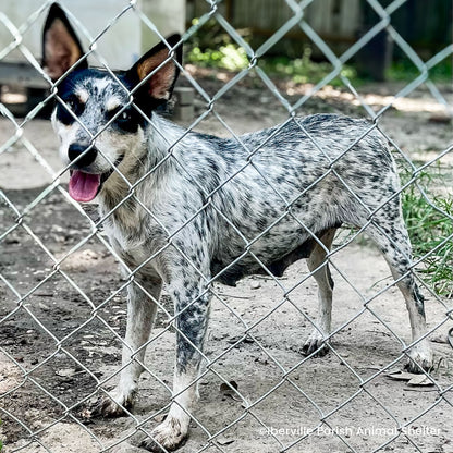 Help Clear the Shelters by Flying Pets to Freedom