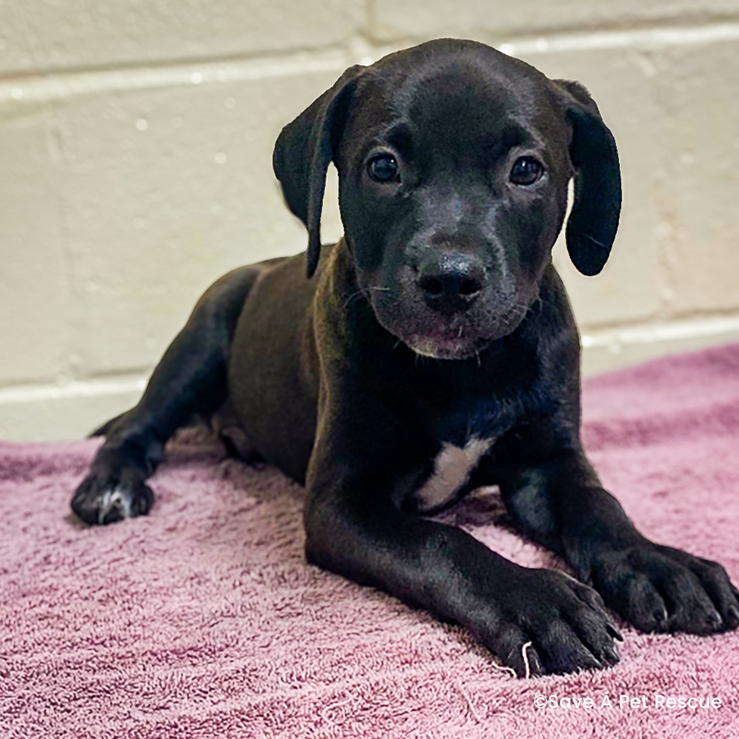 Help Clear the Shelters by Flying Pets to Freedom