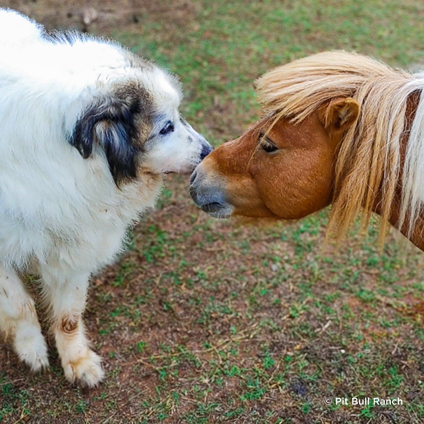 Provide Essential Supplies to Horses in Need