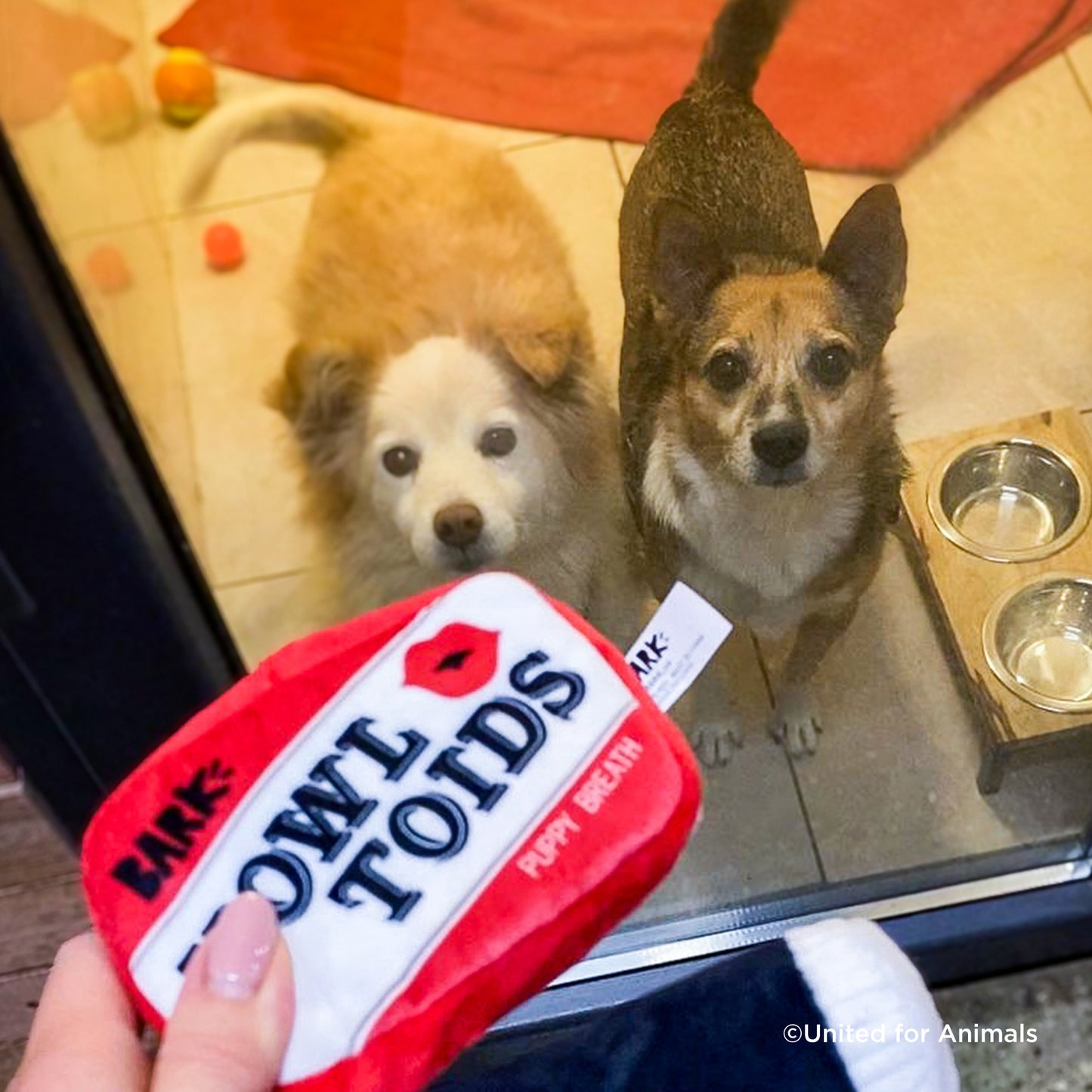 Send a Valentine & Love To a Shelter Fur Baby