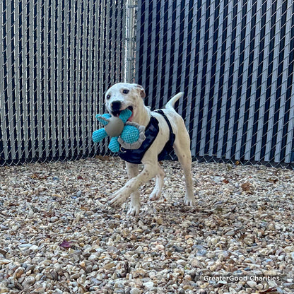 Send Much Needed Supplies To Dogs Every Month