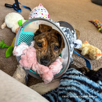 Send a Valentine & Love To a Shelter Fur Baby