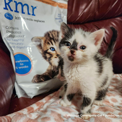 Emergency Care: Life-Saving Formula Kits For Fur Babies