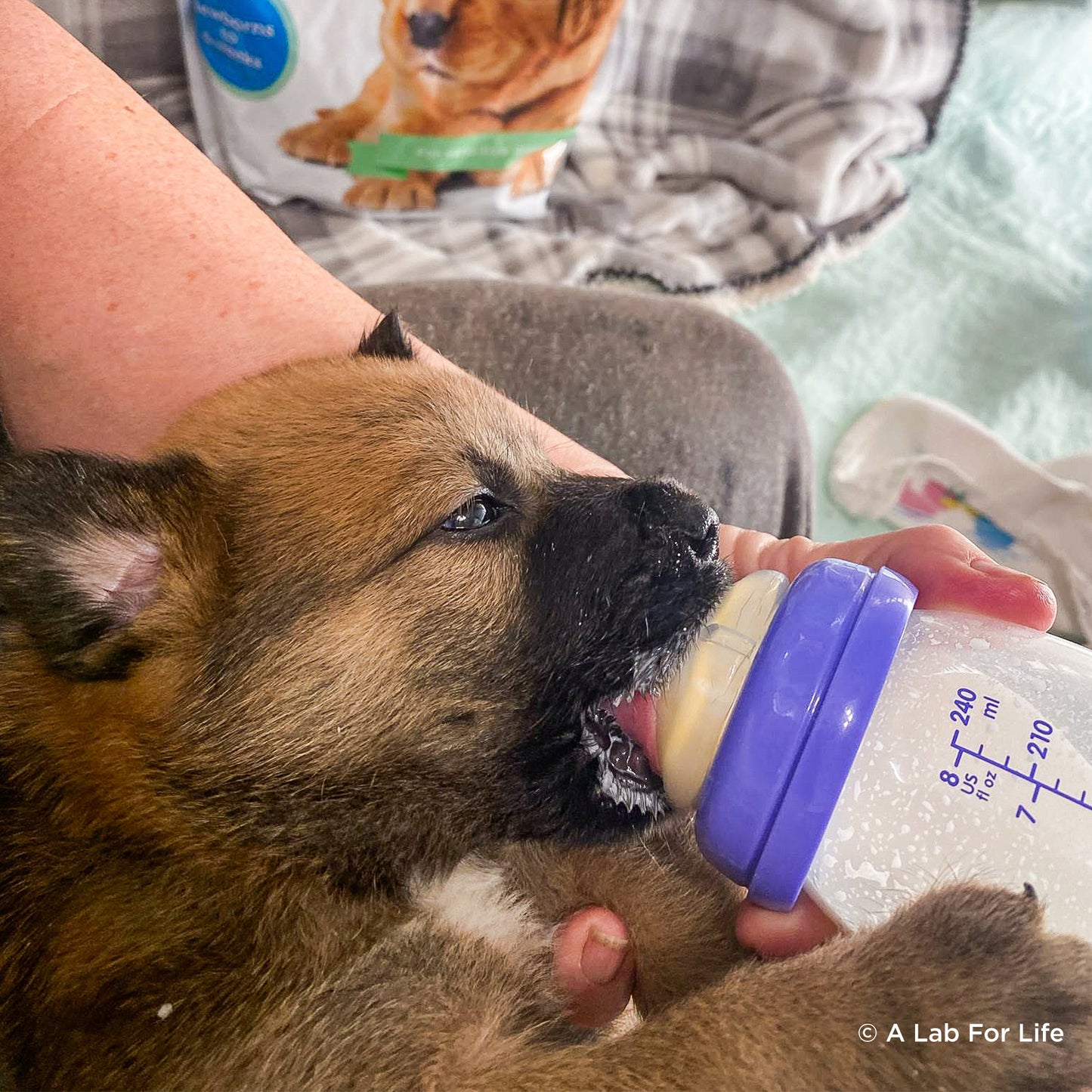 Emergency Care: Life-Saving Formula Kits For Fur Babies