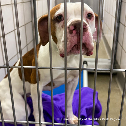 Send Vital Supplies to Shelters Saving Pets’ Lives