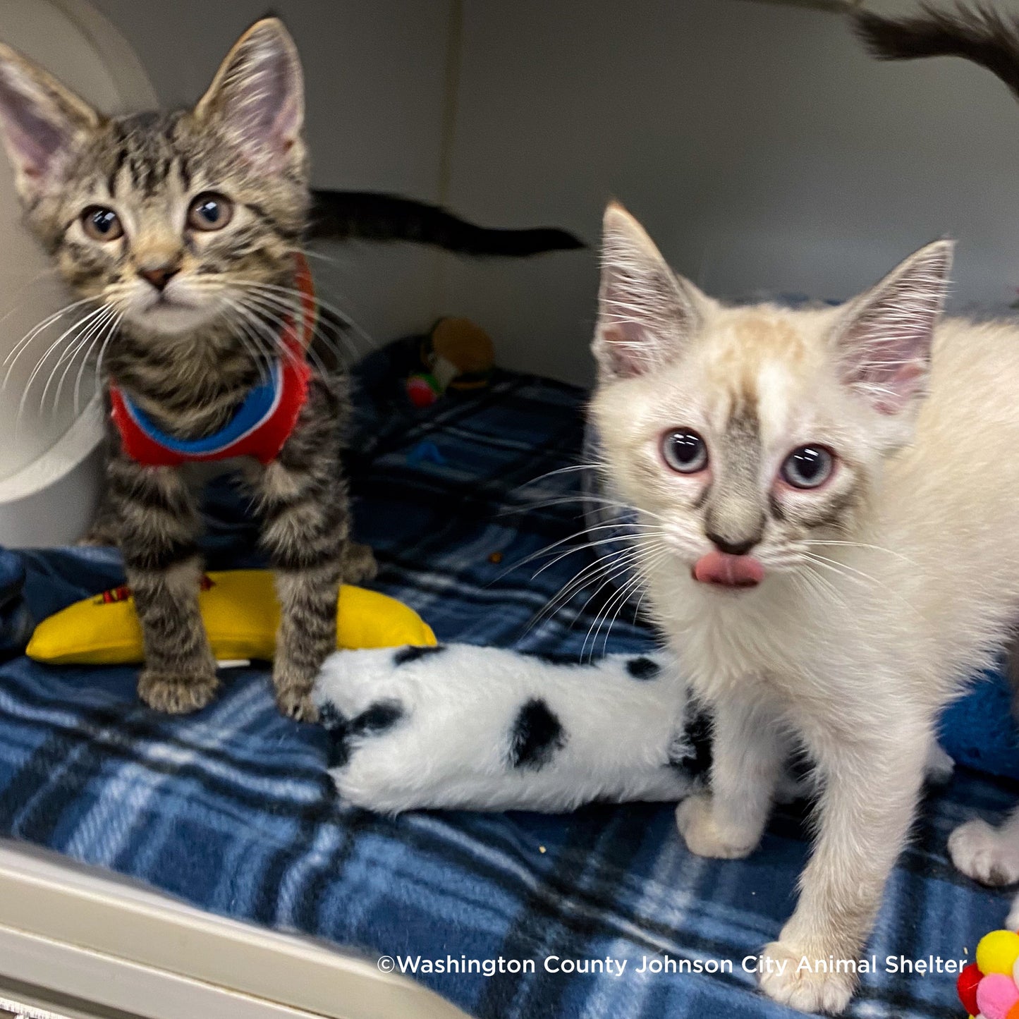 Whoopsie Poopsie: Send Important Supplies To Pets